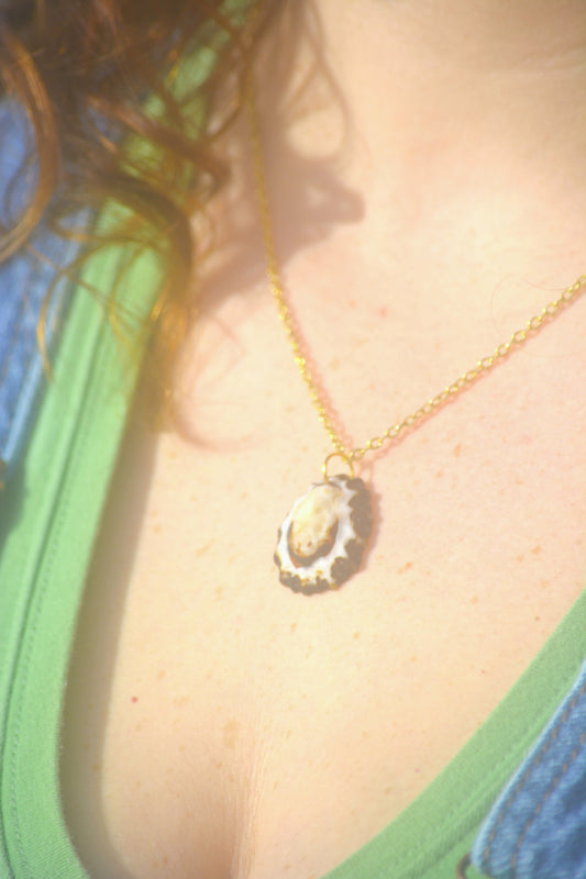 Tidepool - Limpet Shell
