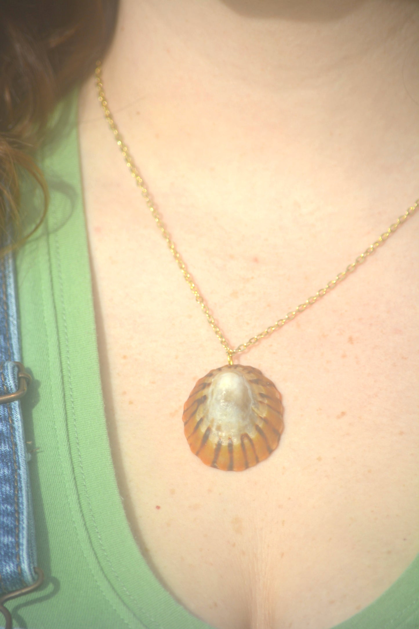 Tidepool - Limpet Shell