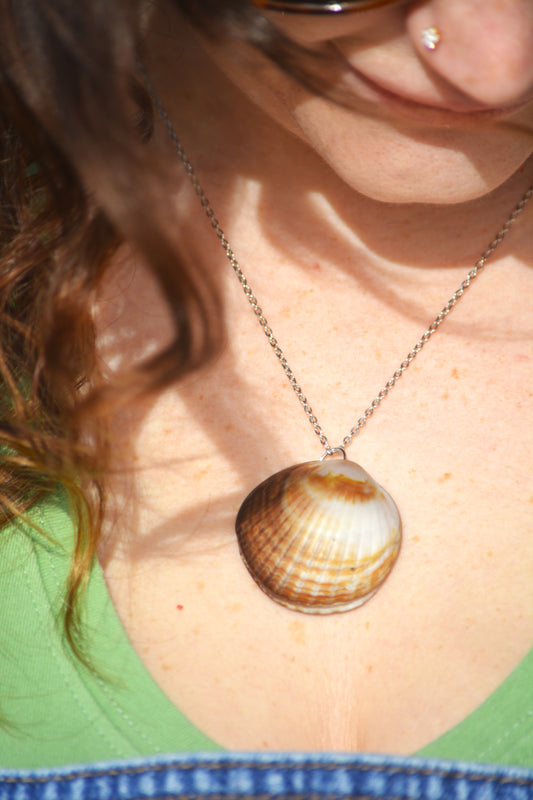 Nerida - Dosinia Shell