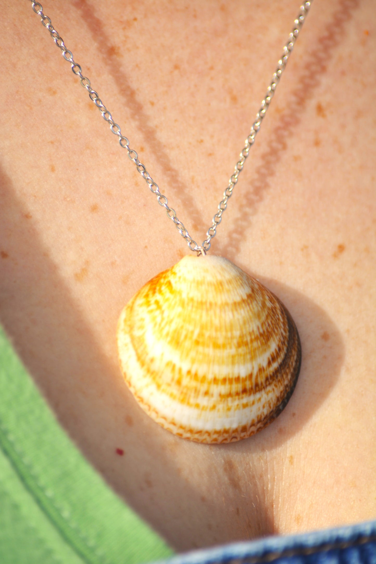 Nerida - Dosinia Shell