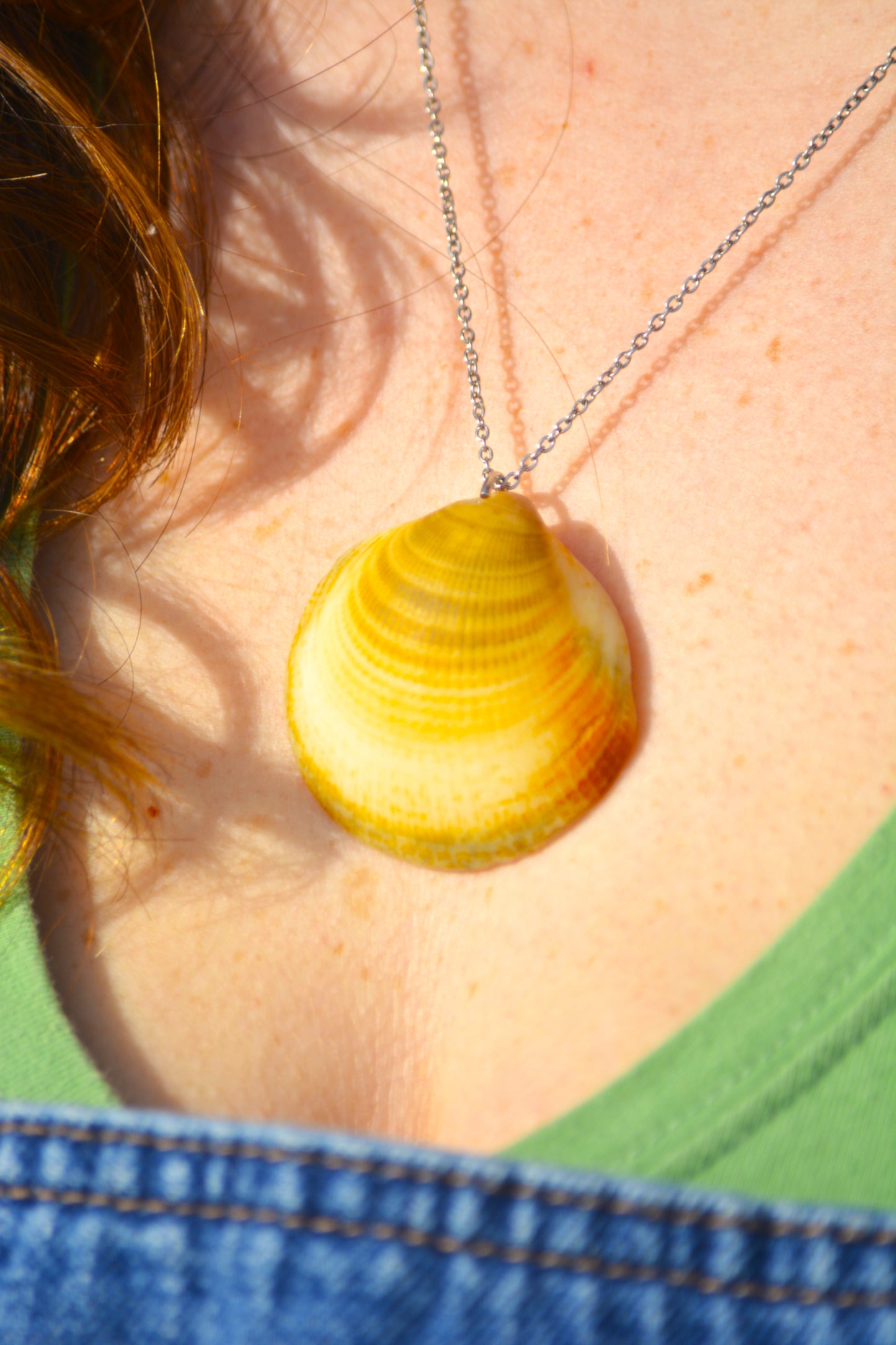 Nerida - Dosinia Shell