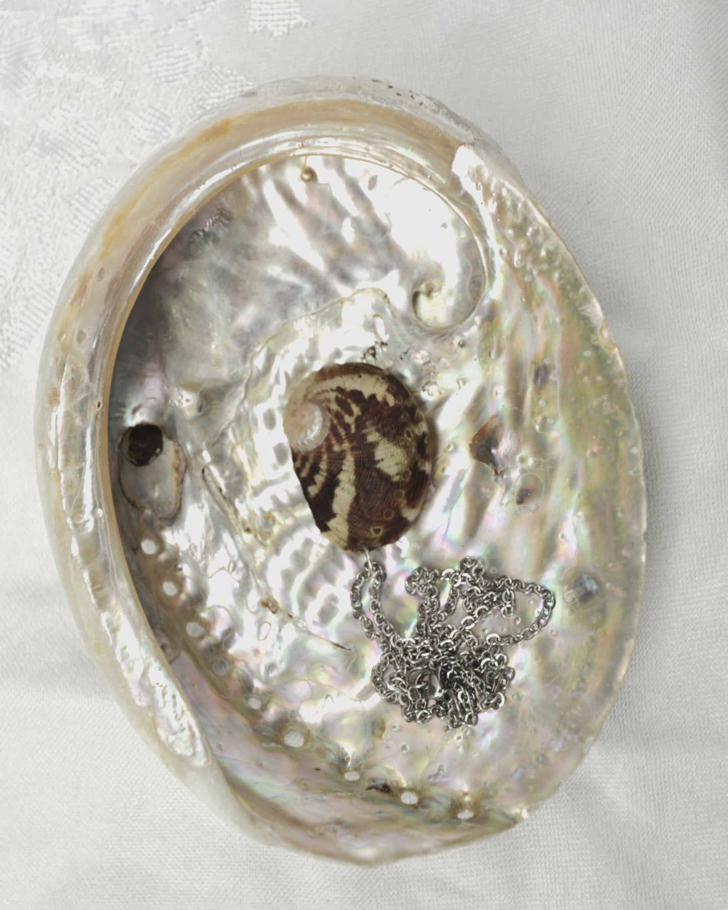 Sea Whisperer - Abalone Shell