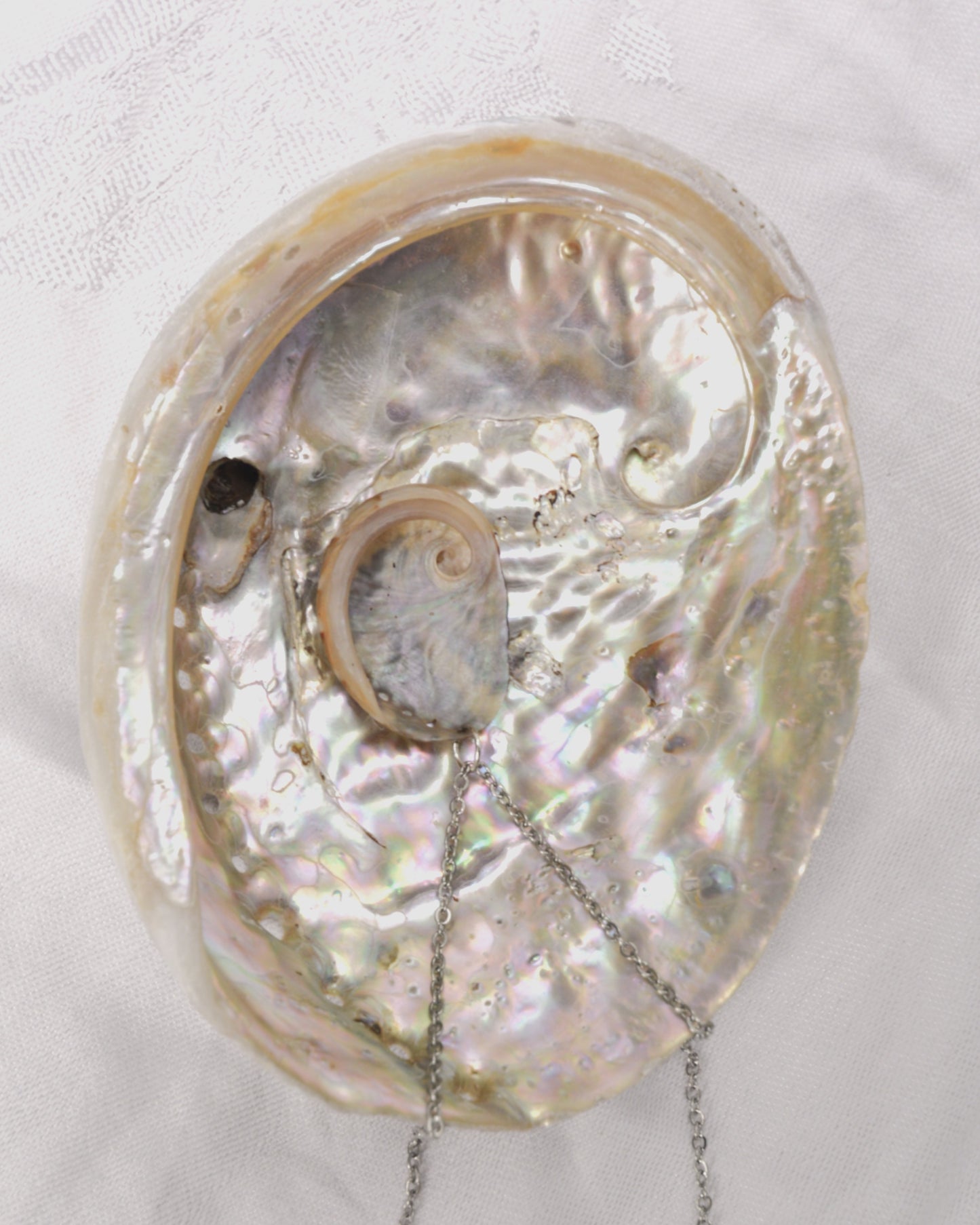 Sea Whisperer - Abalone Shell
