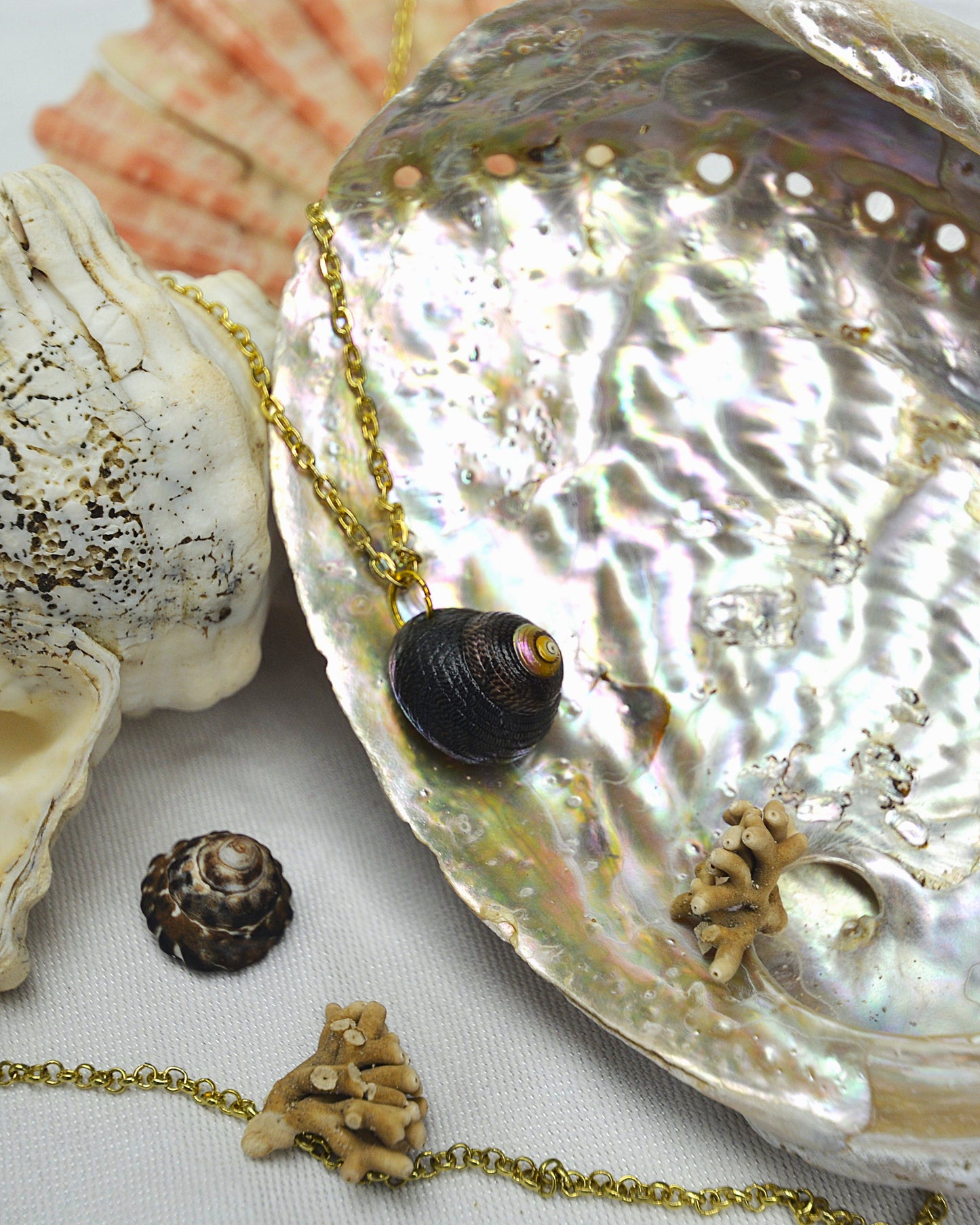 Sea Bound - Cone Shell