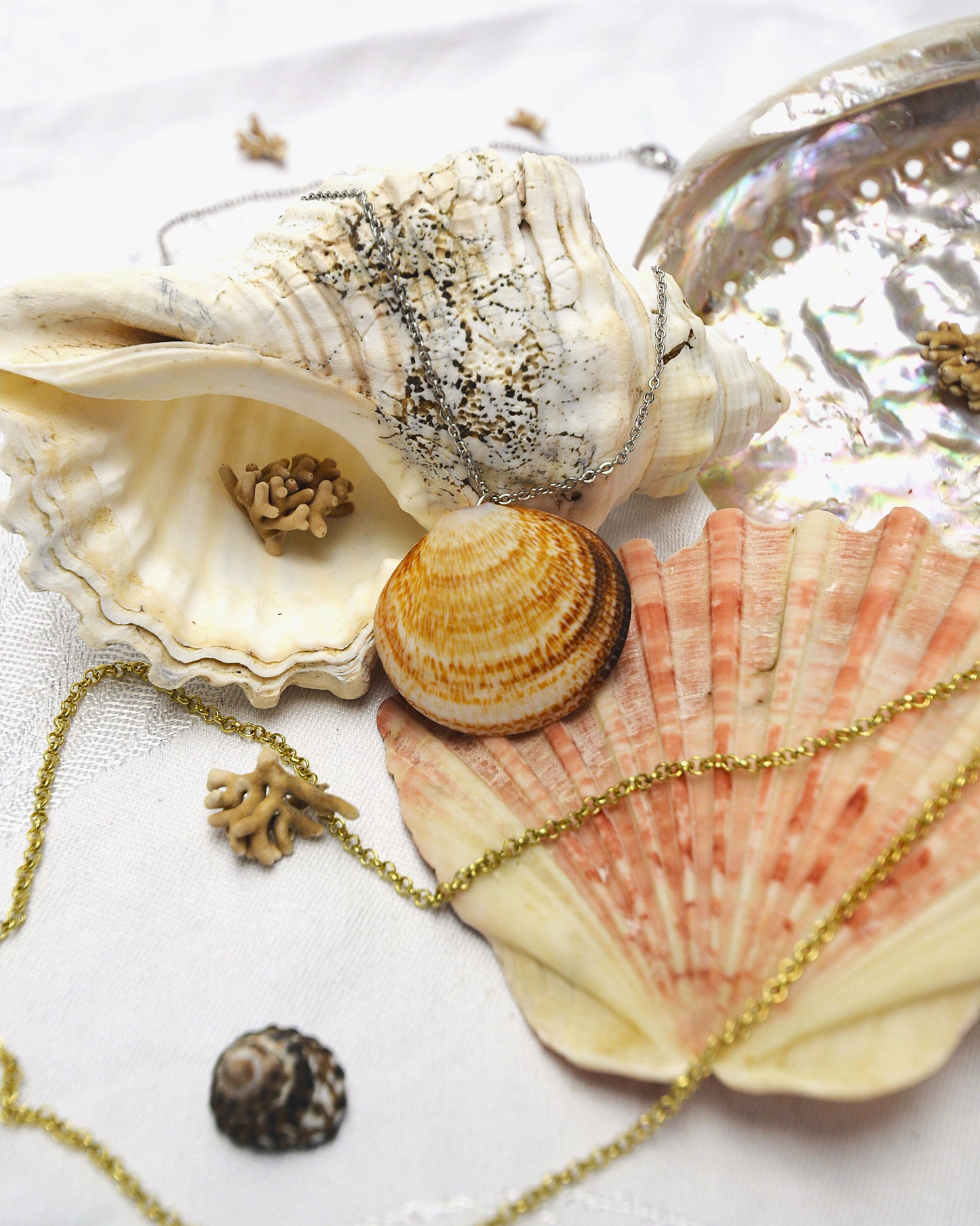 Nerida - Dosinia Shell