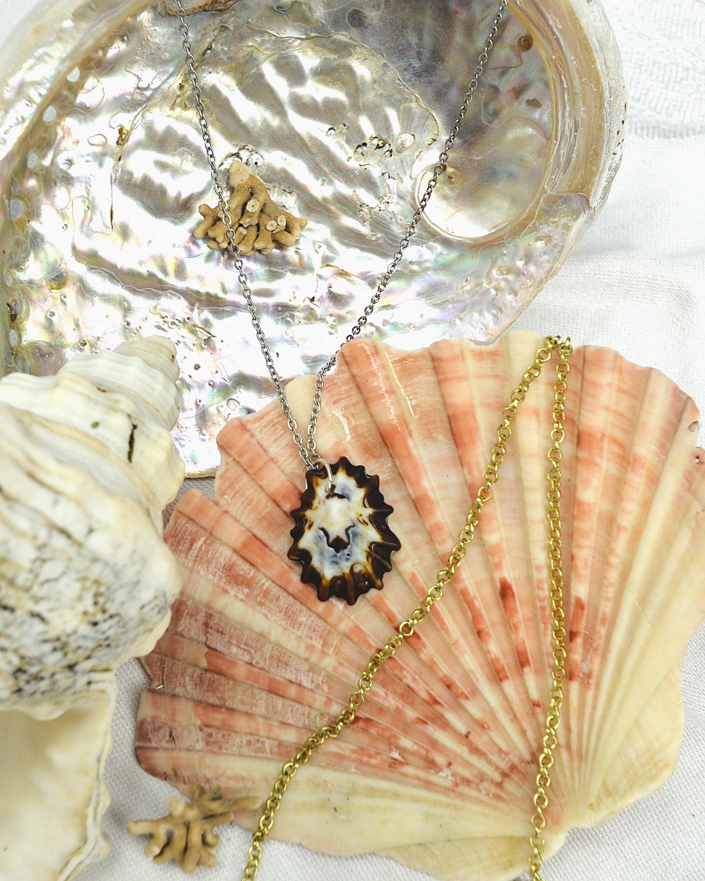 Tidepool - Limpet Shell