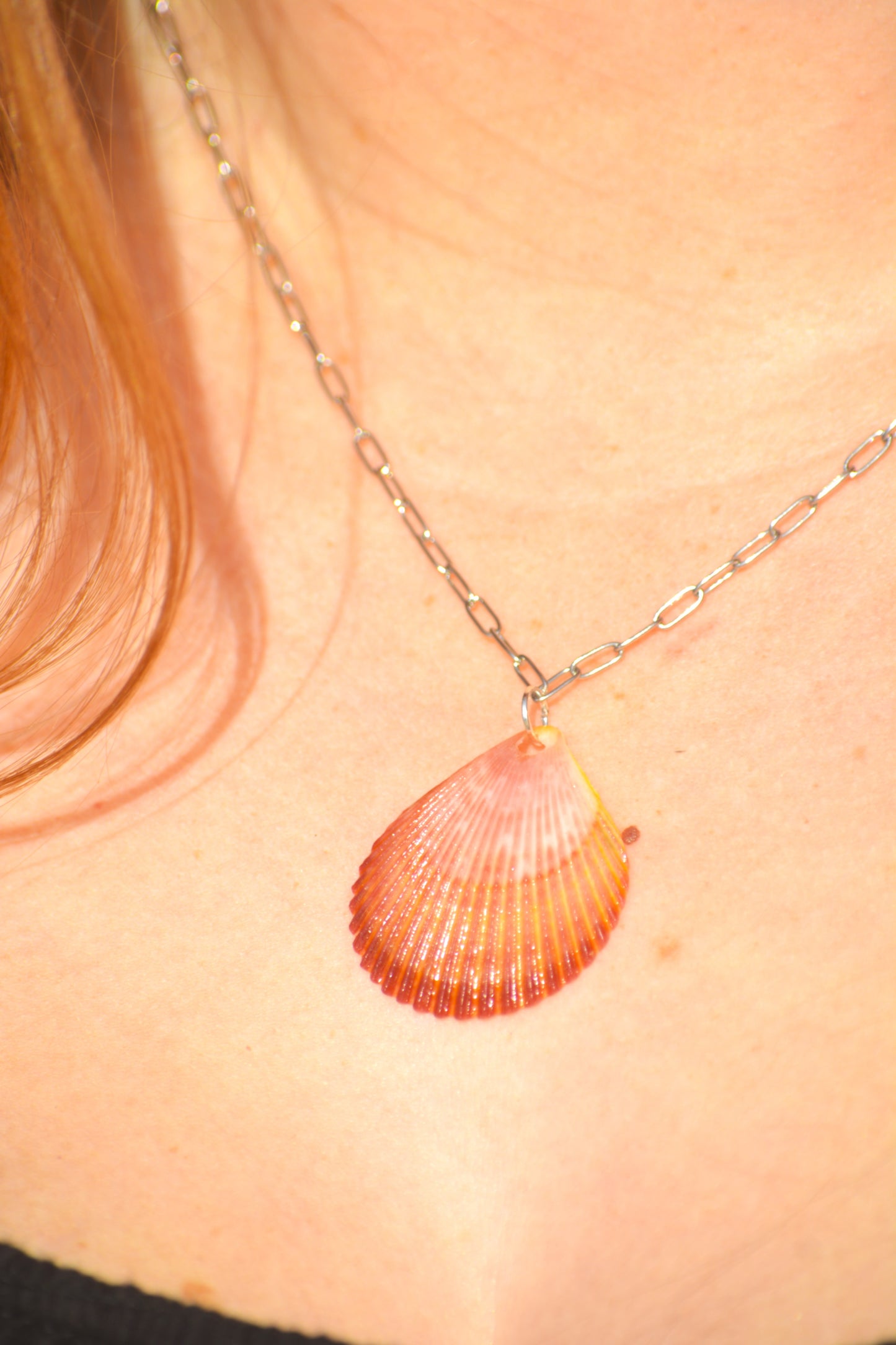 Calypso - Scallop Shell