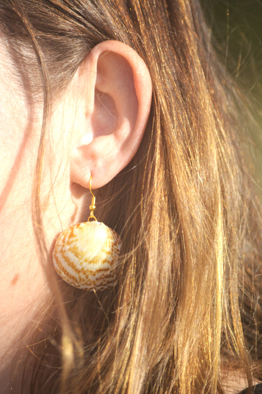 Sea Drift - Dosinia Shell