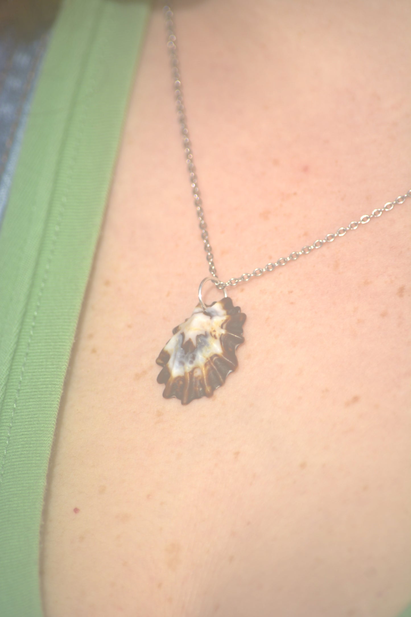 Tidepool - Limpet Shell