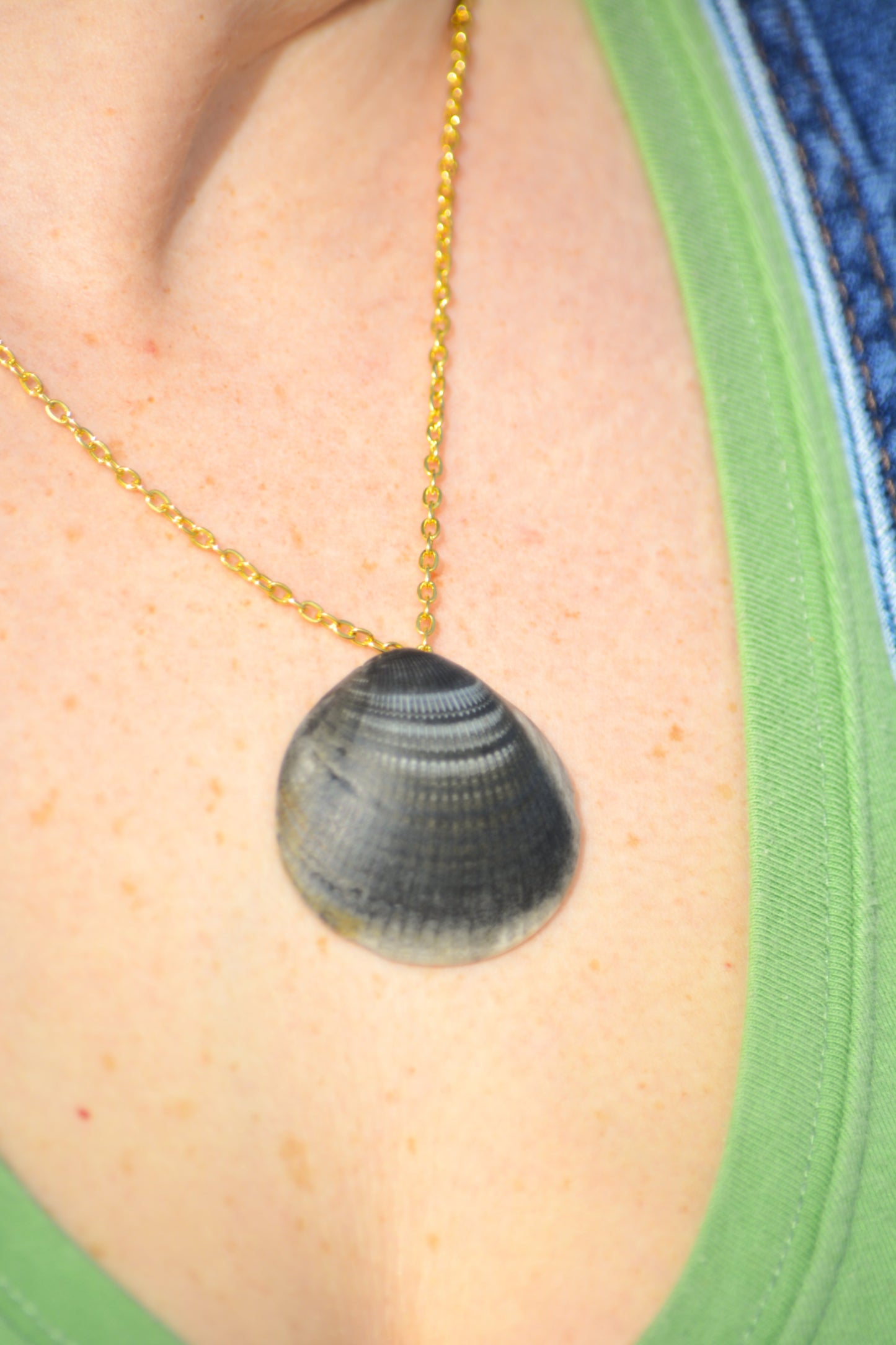 Nerida - Dosinia Shell