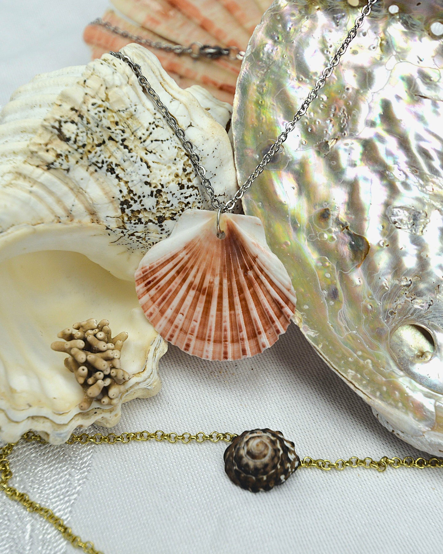 Calypso - Scallop Shell